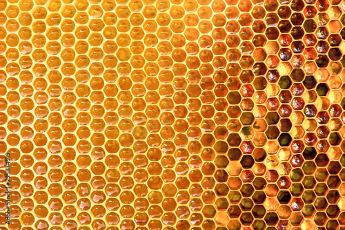 Background texture and pattern of a section of wax honeycomb from a bee hive fil Fototapeta