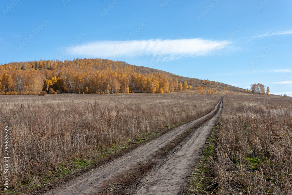 Autumn landscape, birch trees on a hillside painted in autumn colors, country road through a field overgrown with old grass