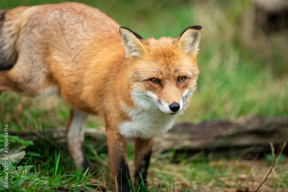 Portrait of a Red fox in the forest during the autumn Portrait of a Red fox in the forest during the autumn