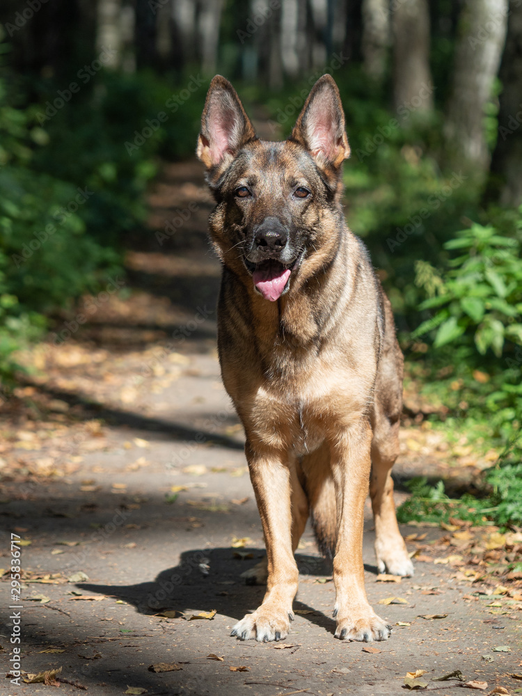 Portrait of a German shepherd on a natural background. German shepherd stands. Working dog