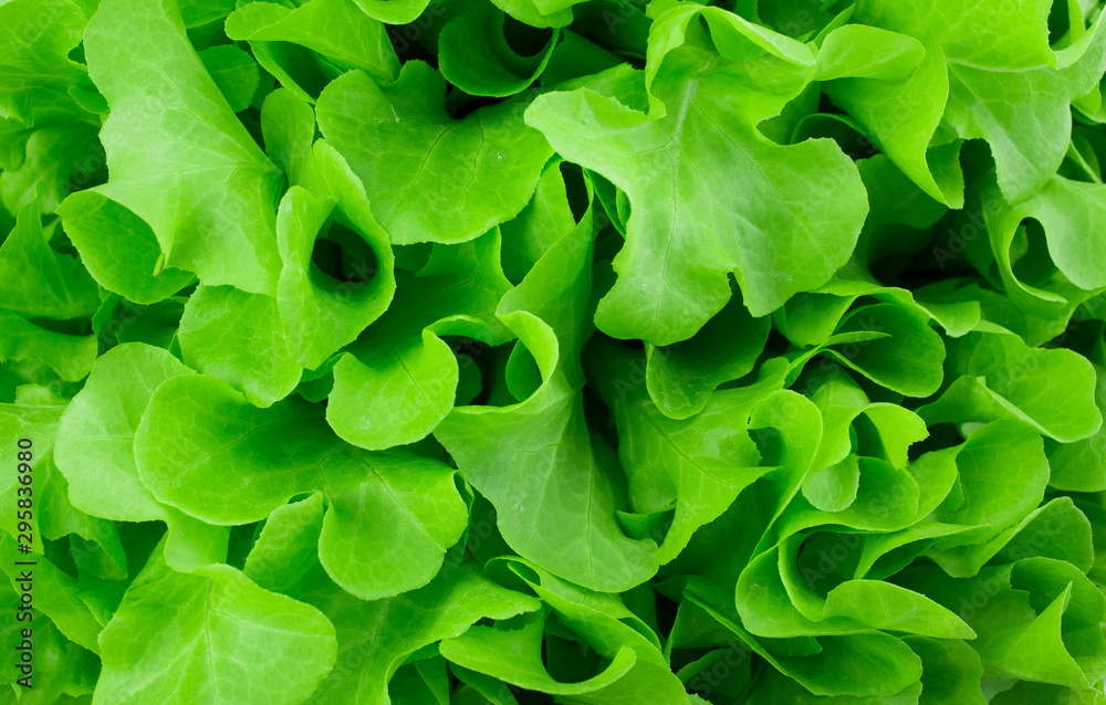 close-up fresh green organic lettuce background - obrazy, fototapety, plakaty 