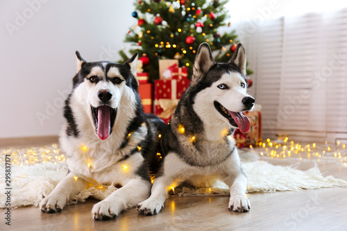 Pair of black and white siberian huskies on Christmas eve concept. Couple of adorable dogs  girl and boy on the floor rug by the holiday pine tree. Festive background  close up  copy space.