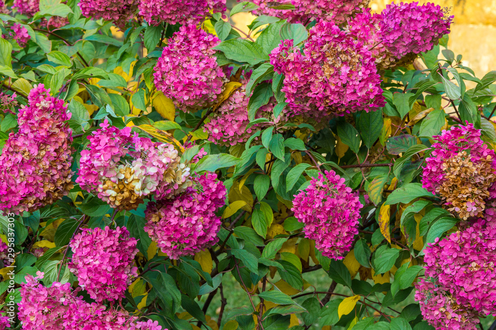 Blooming hydrangea in autumn against a stone wall. Blooming hydrangea in autumn against a stone wall.