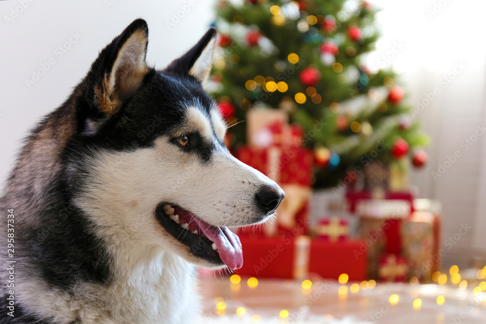 Black and white siberian husky on Christmas eve concept. Nine months old adorable doggy on the floor by the holiday tree with wrapped gift boxes. Festive background, close up, copy space. Black and white siberian husky on Christmas eve concept. Nine months old adorable doggy on the floor by the holiday tree with wrapped gift boxes. Festive background, close up, copy space.
