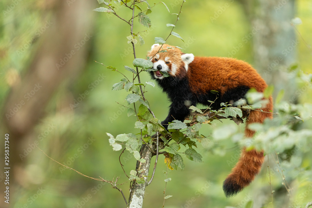 Red panda eating on the tree