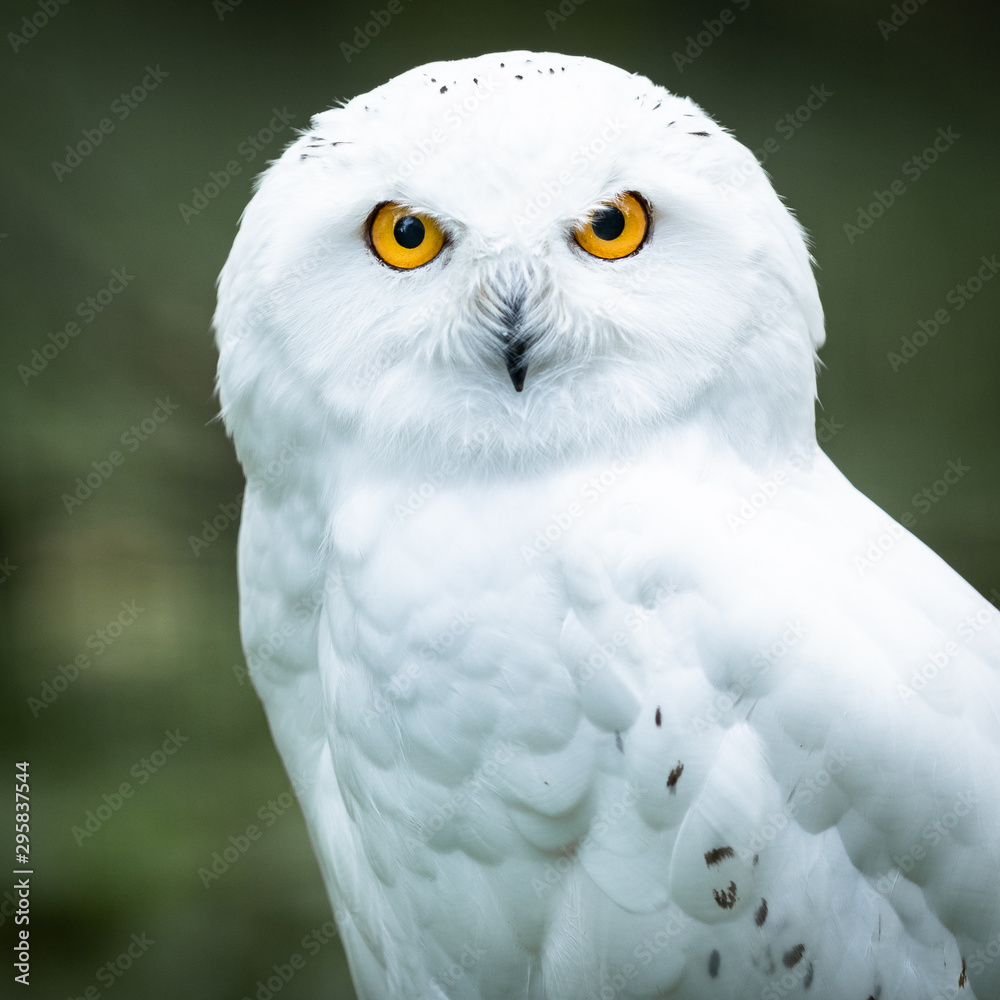 Portrait of a Snowy owl Portrait of a Snowy owl
