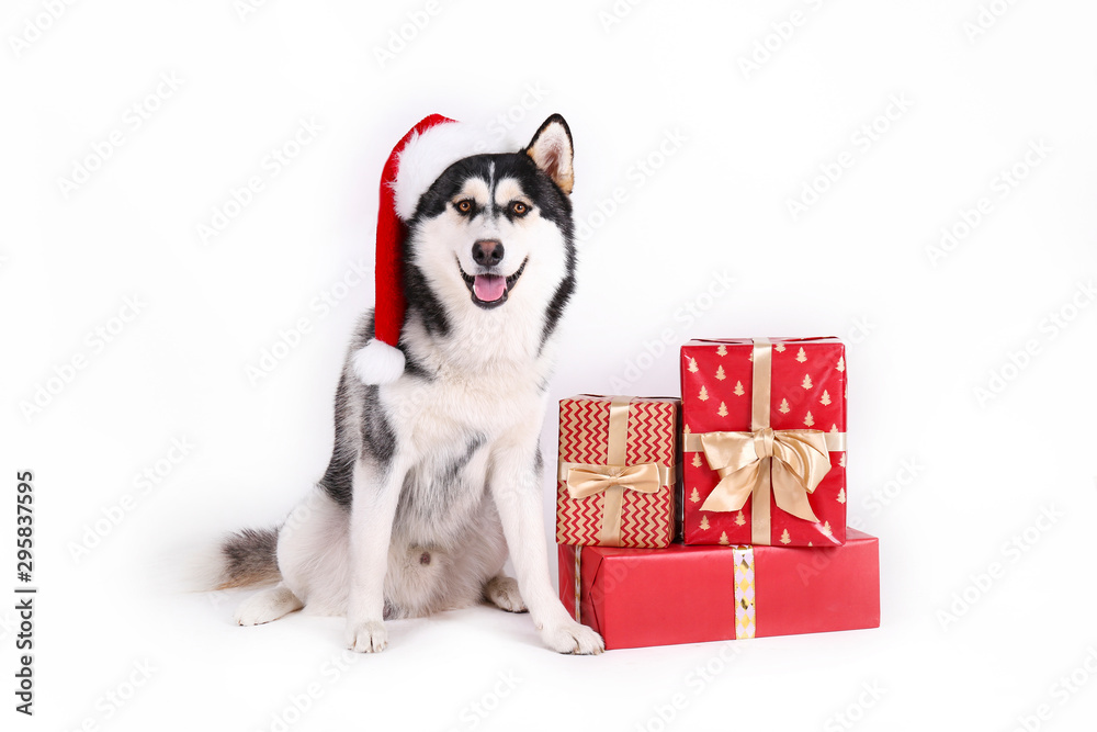 Christmas dog concept. Portrait of young funny husky with his tongue sticking out, wearing Santa Clause hat as symbol of holiday spirit, white isolated background. Close up, copy space.
