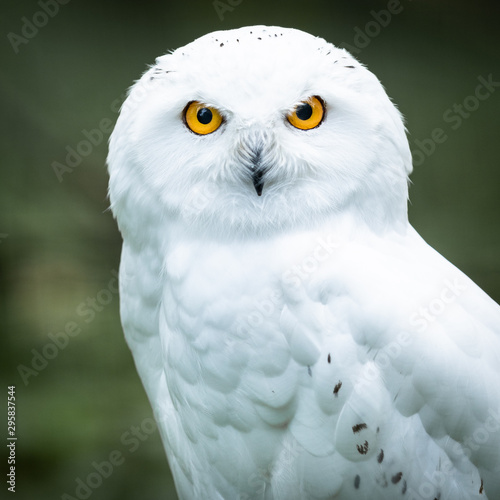 Portrait of a Snowy owl © AB Photography