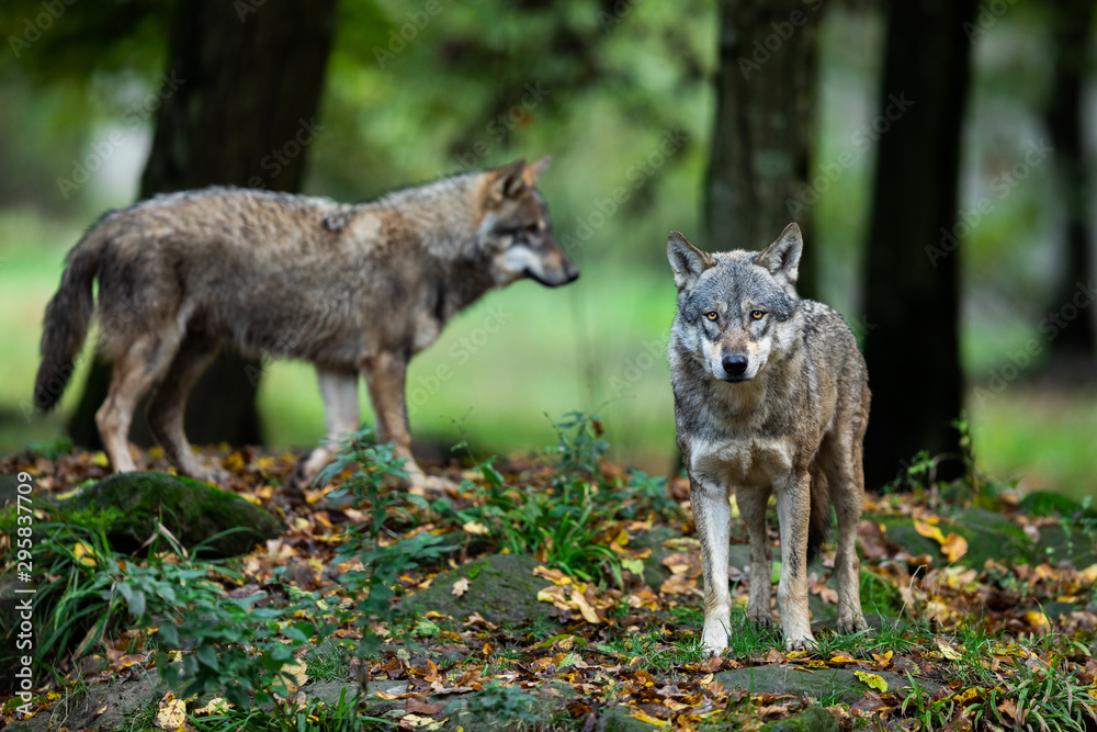 Gray wolf in the forest during the autumn