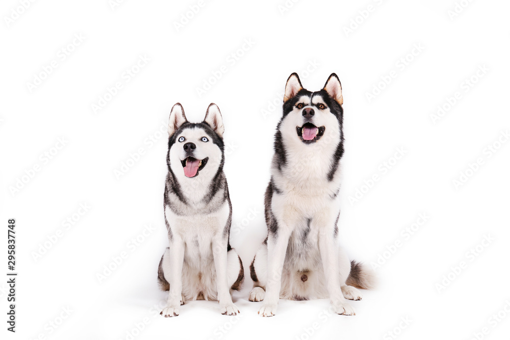 Portrait of young beautiful funny husky dog sitting with its tongue out on white isolated background. Smiling face of domestic pure bred dog with pointy ears. Close up, copy space. Portrait of young beautiful funny husky dog sitting with its tongue out on white isolated background. Smiling face of domestic pure bred dog with pointy ears. Close up, copy space.