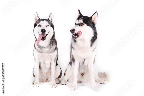 Portrait of young beautiful funny husky dog sitting with its tongue out on white isolated background. Smiling face of domestic pure bred dog with pointy ears. Close up  copy space.