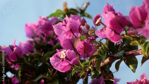 Flowering plants. Blooming flowers on the streets of Benitses in Greece. 4K photo