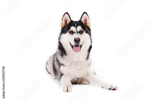 Portrait of young beautiful funny husky dog sitting with its tongue out on white isolated background. Smiling face of domestic pure bred dog with pointy ears. Close up, copy space.