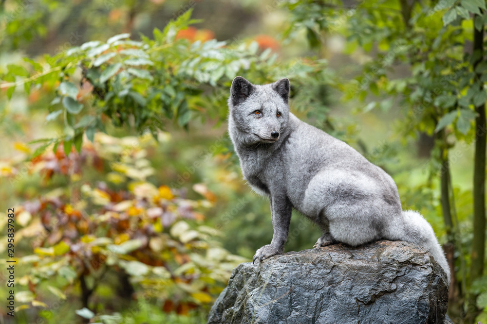 Polar fox on the rock in the forest