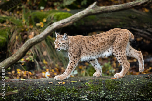 Lynx walking on the tree in the forest
