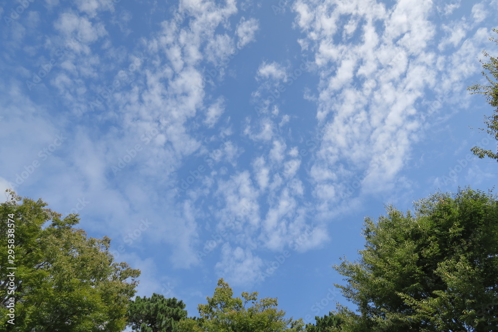 公園から見る秋の大空