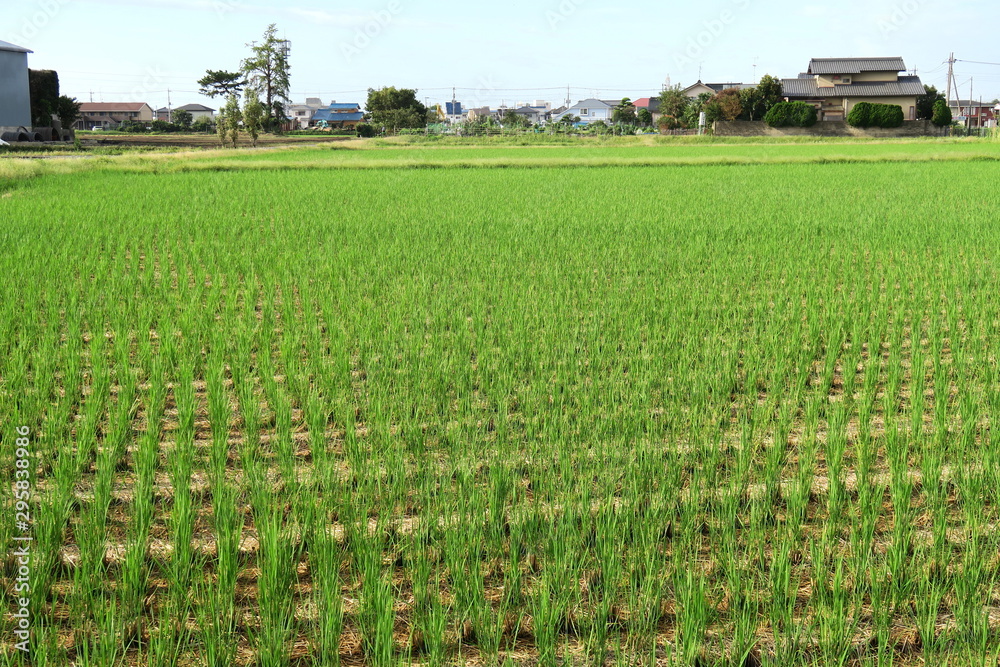 秋の郊外の穭田風景