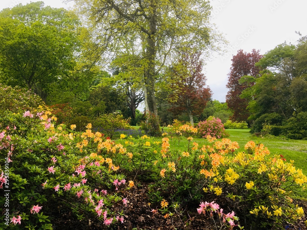 Obraz premium Spring Rhododendrons