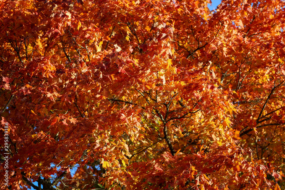 Baum mit rot leuchtendem Herbstlaub