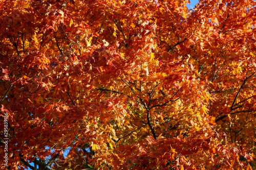 Baum mit rot leuchtendem Herbstlaub