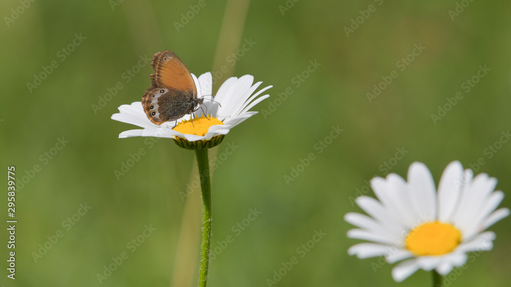 farfalla marrone e beige posata sulla margherita farfalla marrone e beige posata sulla margherita