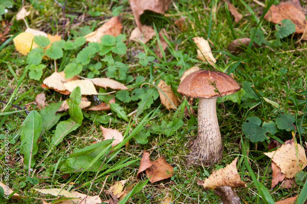 boletus mushroom in the park of Izmailovsky island boletus mushroom in the park of Izmailovsky island
