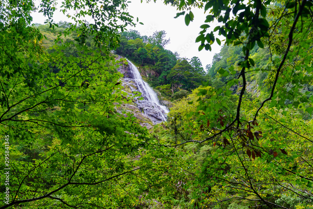 Fototapeta premium 大杉渓谷