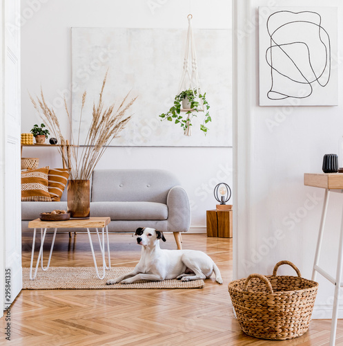 The modern boho interior of open room in cozy apartment with lying dog on the carpet, gray sofa, desk, plants, flowers, wooden and elegant personal accessories. Mock up paintings concept. Home decor.