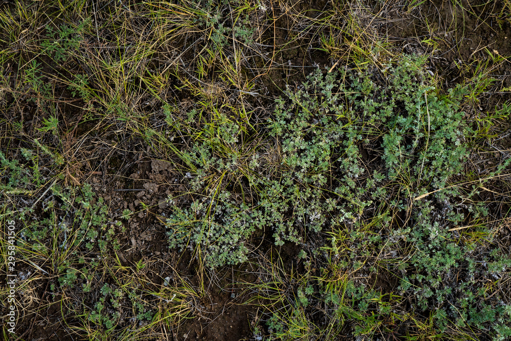 Texture of withered grass. Lifeless background image. Siberian soil. Macro photo