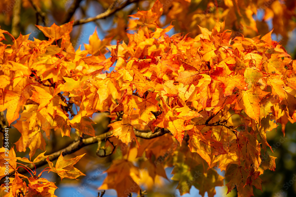 Baum mit buntem Herbstlaub Baum mit buntem Herbstlaub