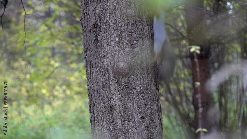 Two Red Squirrels (Sciurus vulgaris) chasing each other on a tree trunk Two Red Squirrels (Sciurus vulgaris) chasing each other on a tree trunk