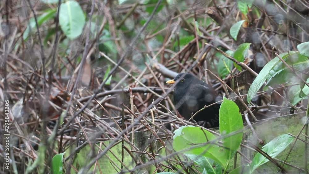 Blackbird Male Sitting In Tree In Rain Blackbird Male Sitting In Tree In Rain