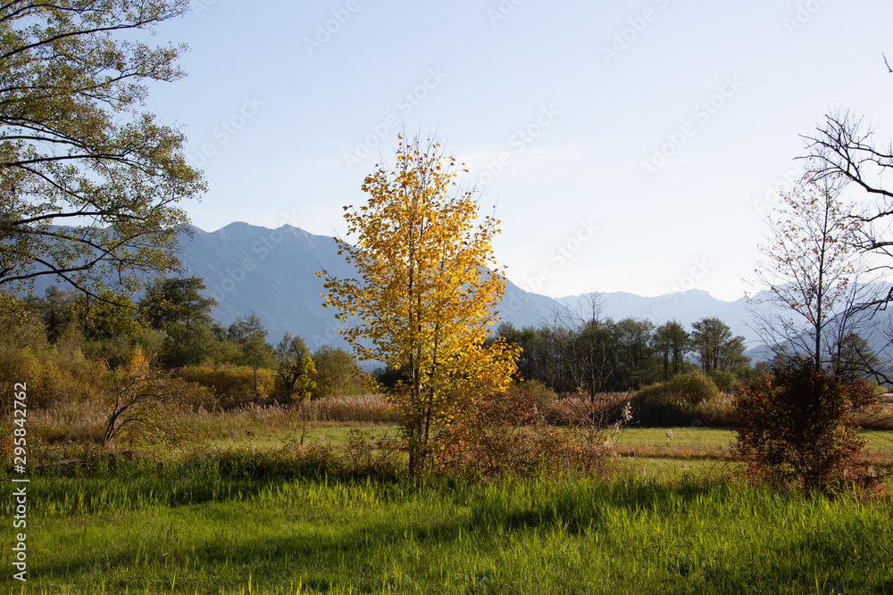 Obraz premium Baum im Murnauer Moos im Herbst