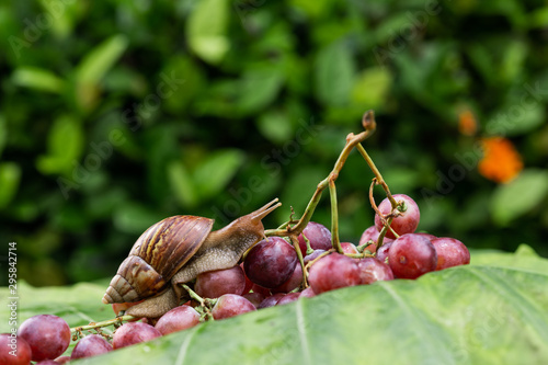 A large achatin snail with a brown shell crawling along bunches of juicy red grapes lying on a wet green leaf..Cosmetology concept photo