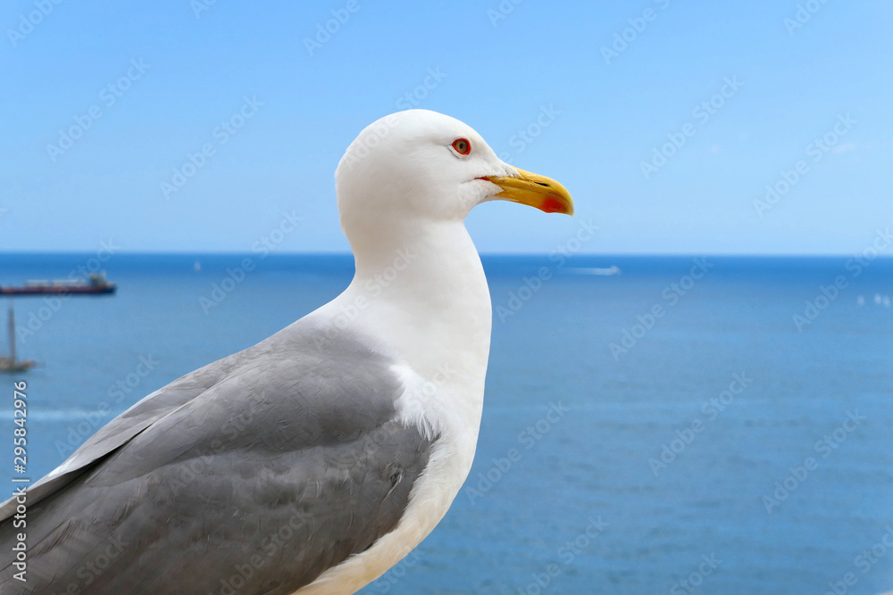 Obraz premium Seagull sitting on sea shore.