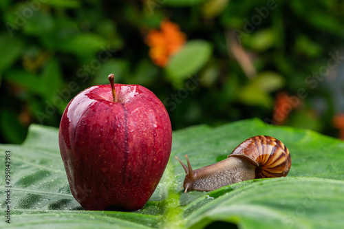 Achatina snail with a brown shell crawling next to a wet bright juicy red apple lying on a wet green leaf among greenery close-up..Cosmetology concept photo