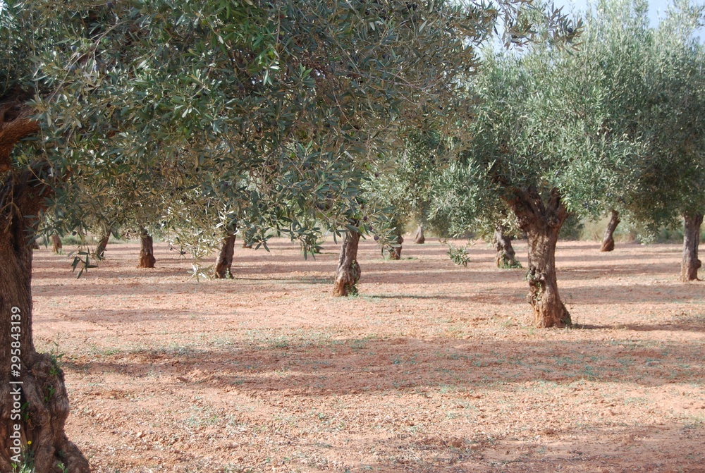 Fototapeta premium Spanish Olive Tree Orchard, Valencia, Spain