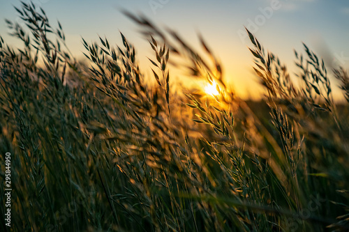 Tablou canvas golden Wild wheat on the field at sunset sunrise