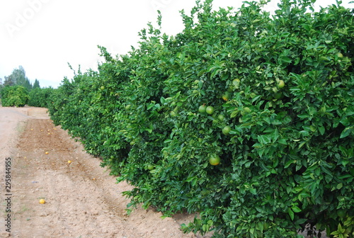 Valencia Orange Grove, Spanish Fruit, Spain