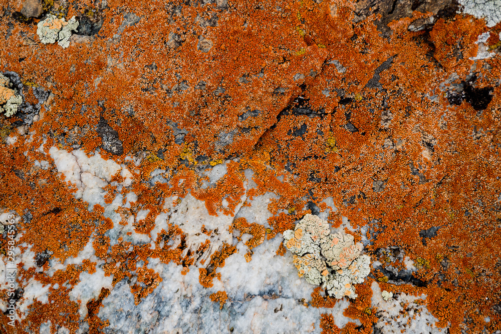 Fototapeta premium The texture of the stone overgrown with moss. Background image of a boulder