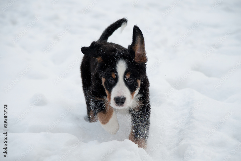 Cute Bernese Mountain Dog puppy runs in the snow