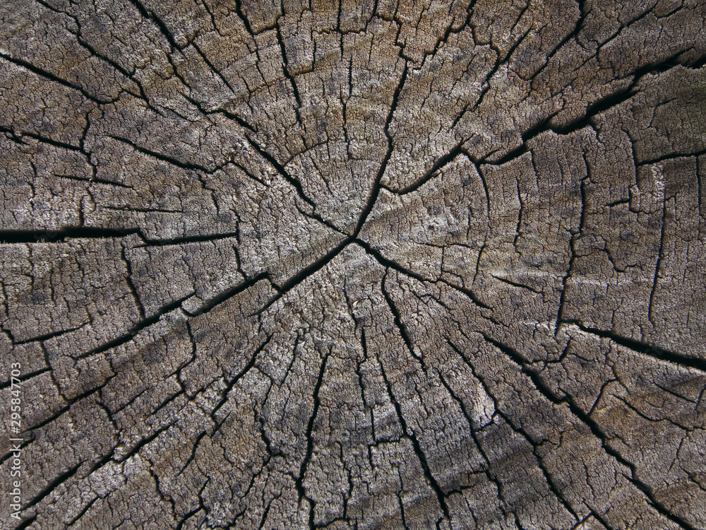The textured background of the old birch wood cut with fissure and crack The textured background of the old birch wood cut with fissure and crack