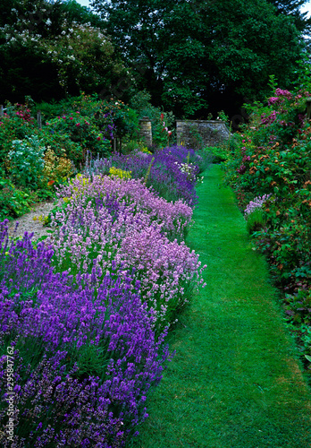 Colourful lavender border in a Country House garden