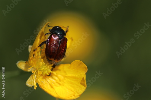 scarabée rouge et fleur
