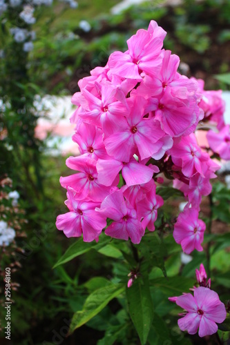 pink flowers in the garden