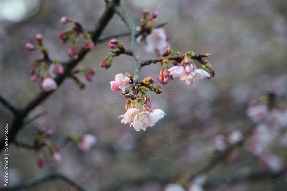 さくらの花のクローズアップ さくらの花のクローズアップ