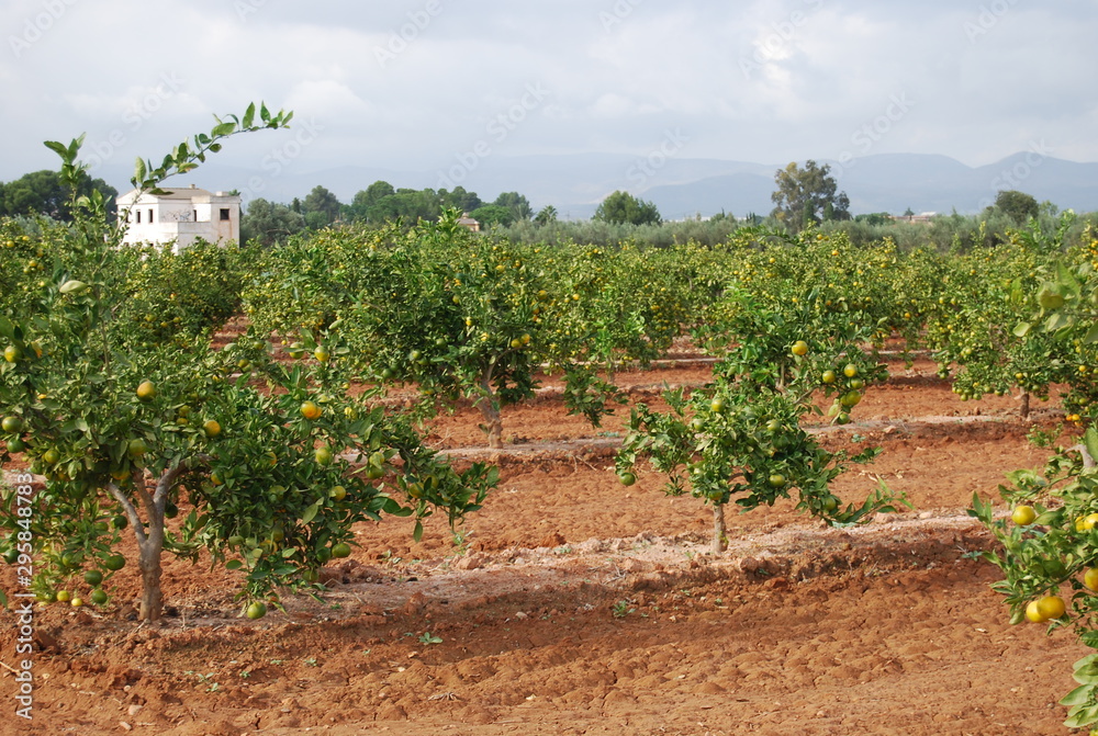 Mandarin Orange Orchard, Valencia, Spain Mandarin Orange Orchard, Valencia, Spain