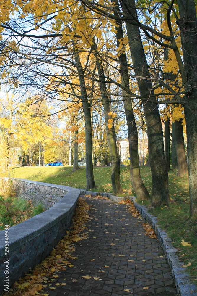 Obraz premium Trees in autumn