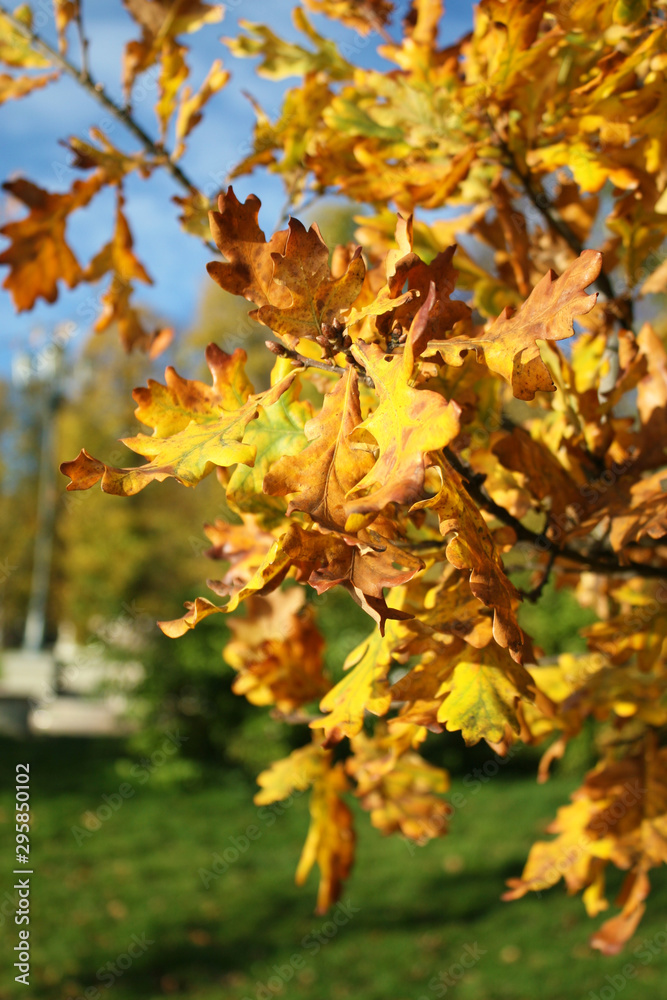 Trees in autumn Trees in autumn
