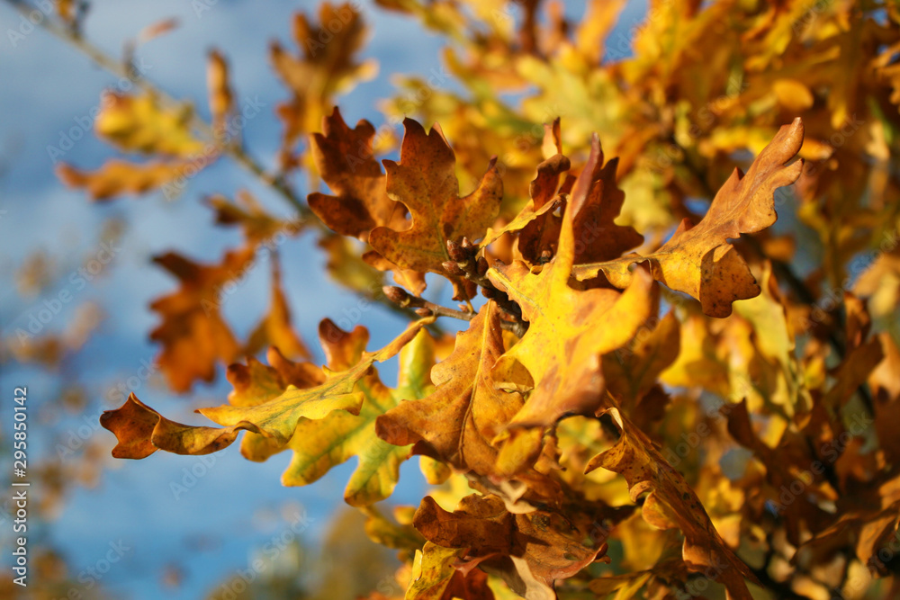 Fototapeta premium Trees in autumn